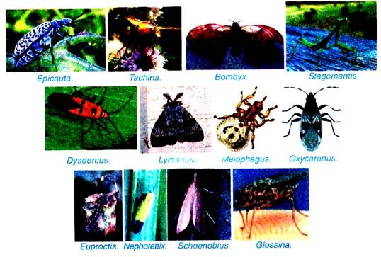 Household insects
