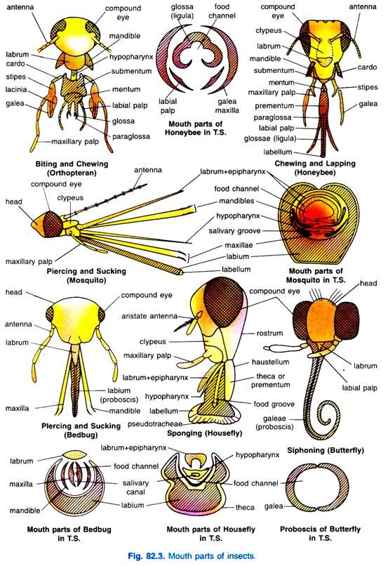 Mouth parts of insects