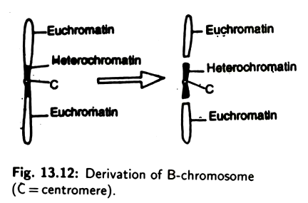derivation of B-chromosome