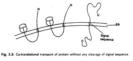 Co-translation transport of protein without any cleavage of signal sequence