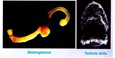 Balanoglossus & Tomaria larva
