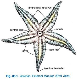 Asterias External features (Oral view)