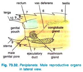 Periplaneta. Male reproductive organs in lateral view