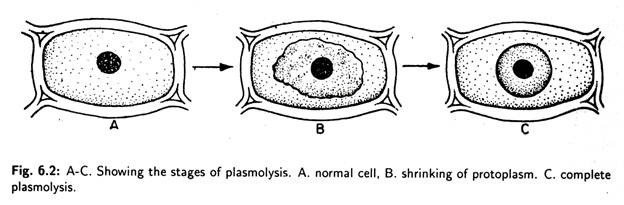 Stages of Plasmolysis