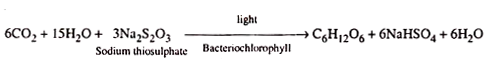 Location of RNA Polymerases