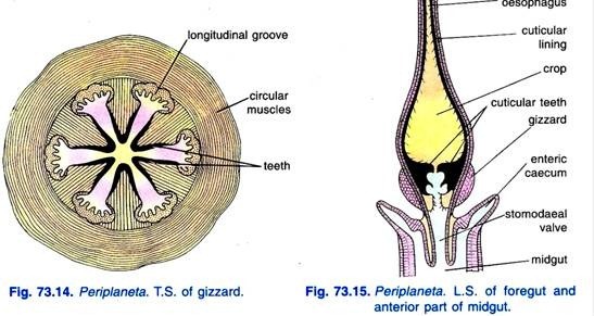 Periplaneta. T.S. of gizzard and L.S. of foregut and anterior part of midgut