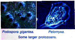 Some larger protozoans