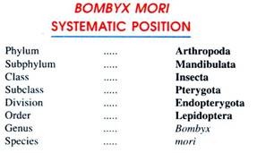Bombyx Mori Systematic Position