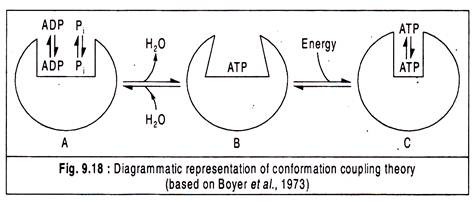 Conformation Coupling Theory