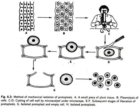 Method of Mechanical Isolation of Protoplasts