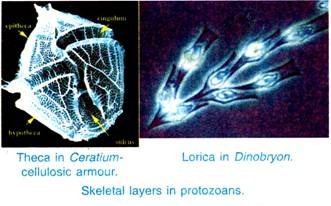 Skeletal layers in protozoans