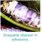 Grasserie Disease in Silkworms 