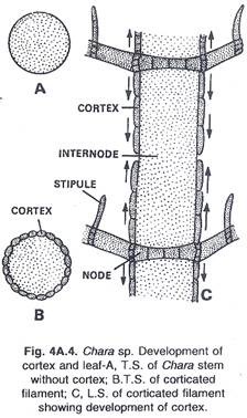 Technique of Using X-Irradiated Protoplast