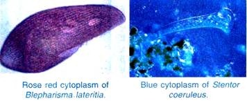 Rose red cytoplasm of Blepharisma lateritia and Blue cytoplasm of Stentor coeruleus