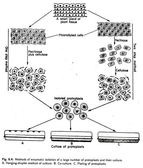 Methods of Enzymatic Isolation