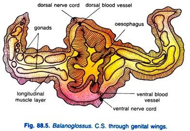 Balanoglossus C.S. through genital wings