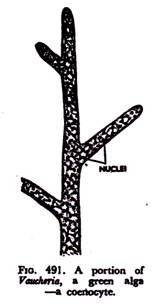 Electroosmotic flow