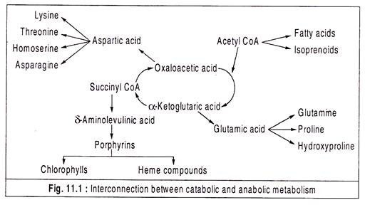 Interconnection between catabolic and anabolic metabolism
