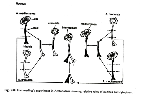 Hammerling's Experiment