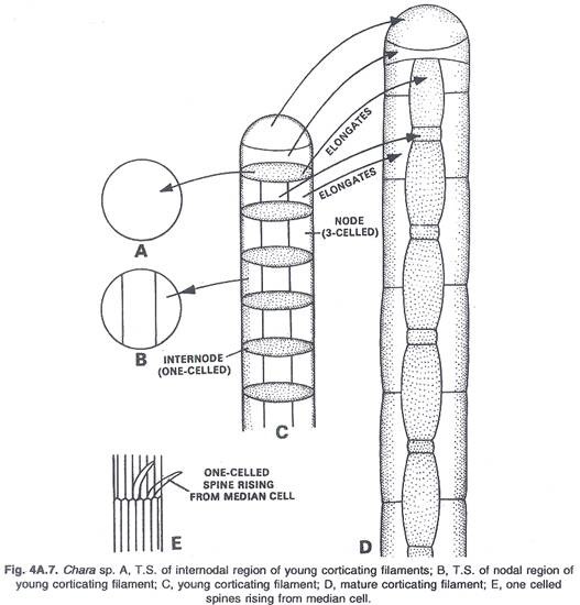 Shoot Buds from Calli, Development of Shoots and Mature Plantlets