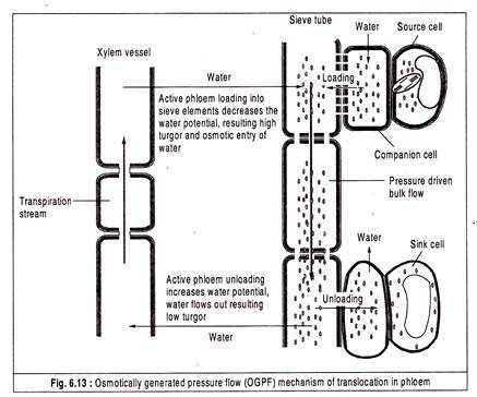 Osmotically generated pressure flow 