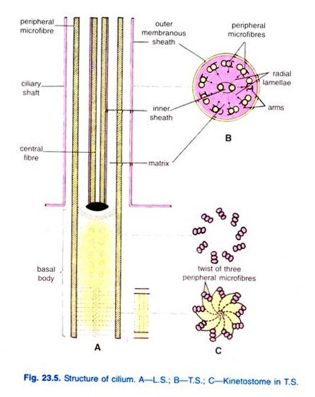 Structure of cilium