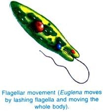 Flagellar movement 