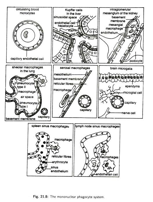 The mononuclear phagocyte system