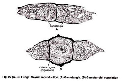 Monocystis-gliding movement 