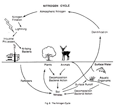 The Nitrogen Cycle