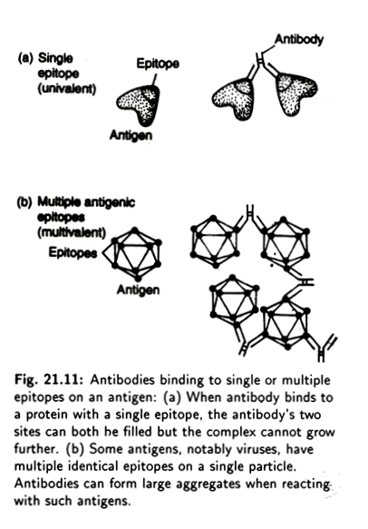 Antibodies binding to single or multiple epitopes on an antigen