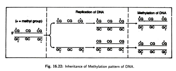 Inheritance of Methylation Pattern of DNA