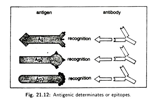 Antigenic determinates or epitopes