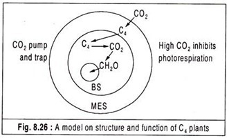 A model on structure and function of C4 plants