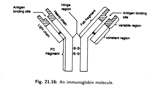 An immunoglobin molecule