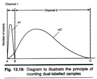 Genetic control of human antibody kappa light chain