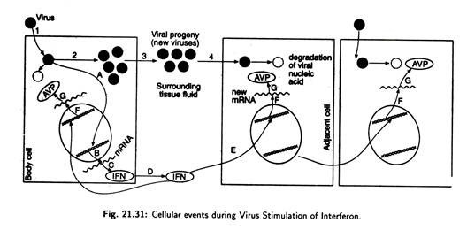 Cellular events during virus stimulation of interferon