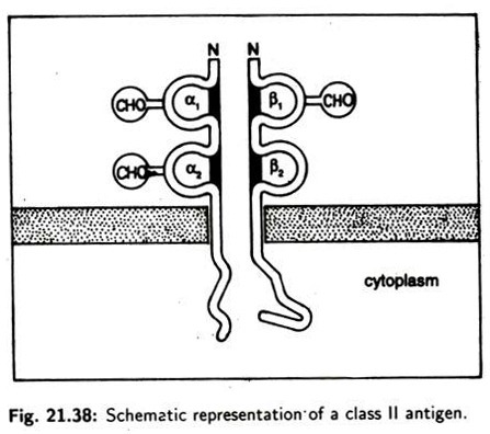 Schematic representation of a class II antigen