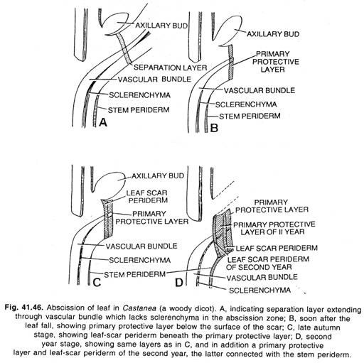 Steps of Hay fever response to pollen allergy