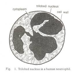 All living cells have a living matter, the protoplasm