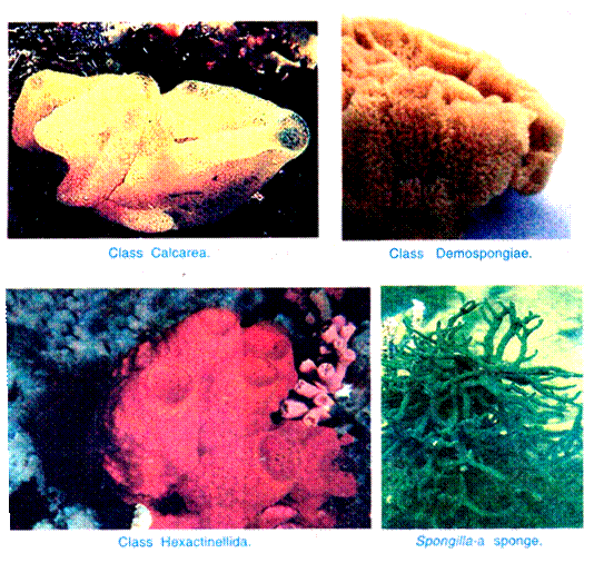 Class Calcarea, Class Demospongiae, Class Hexactinellida and Spongilla-a sponge