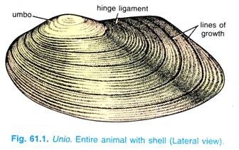 Unio. Entire animal with shell