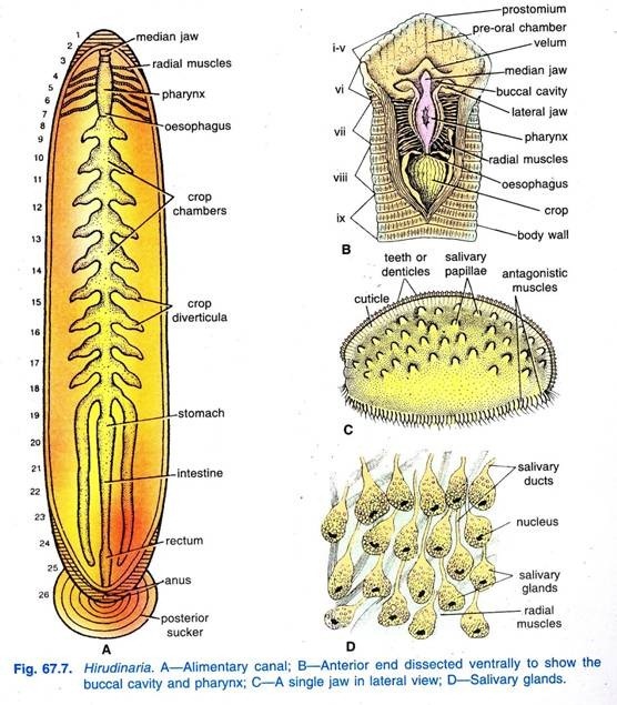 Digestive System of Hirudinaria