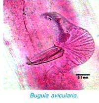 Bugula avicularia