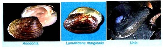 Anodonta, Lamellidens marginalis and Unio
