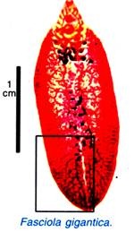 Fasciola gigantica