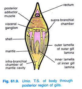 clip_image005_thumb1Unio. T.S. of body through posterior region of gills