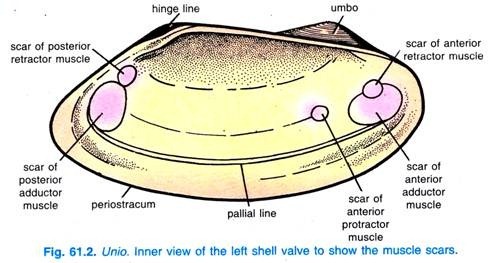 Unio. Lnner view of the left shell valve to show the muscle scars