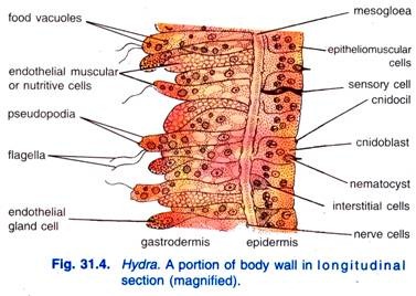 Hydra. A portion of body wall in longitudinal section