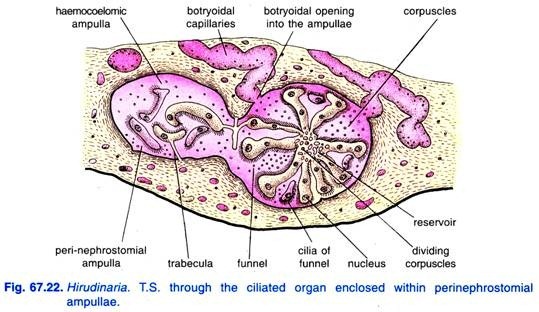 Hirudinaria. T.S. through the ciliated organ enclosed within perinephrostomial ampullae
